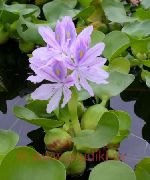 Эйхорния (Водный гиацинт) садовые цветы