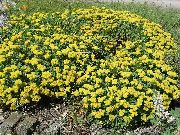 Эриогонум садовые цветы