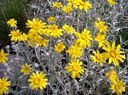     , ,   ,  Eriophyllum  