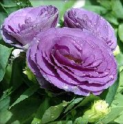     () , ,   ,  Eustoma 