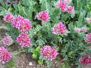 розовые садовые цветы Анхуллис (Язвенник) фото, выращивание, посадка и уход, купить Anthyllis семена