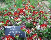 красные садовые цветы Анхуллис (Язвенник) фото, выращивание, посадка и уход, купить Anthyllis семена
