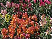 оранжевые садовые цветы Антирринум (Львиный зев) фото, выращивание, посадка и уход, купить Antirrhinum семена