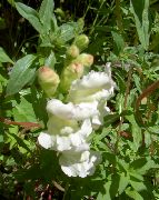 белые садовые цветы Антирринум (Львиный зев) фото, выращивание, посадка и уход, купить Antirrhinum семена