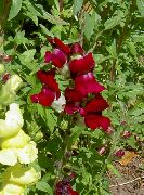 бордовые садовые цветы Антирринум (Львиный зев) фото, выращивание, посадка и уход, купить Antirrhinum семена
