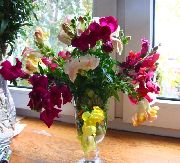 белые садовые цветы Антирринум (Львиный зев) фото, выращивание, посадка и уход, купить Antirrhinum семена