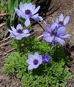 голубые садовые цветы Анемона корончатая маковидная. фото, выращивание, посадка и уход, купить Anemone coronaria семена