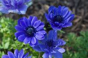синие садовые цветы Анемона корончатая маковидная. фото, выращивание, посадка и уход, купить Anemone coronaria семена