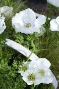 белые садовые цветы Анемона корончатая маковидная. фото, выращивание, посадка и уход, купить Anemone coronaria семена