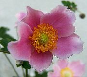 розовые садовые цветы Анемона корончатая маковидная. фото, выращивание, посадка и уход, купить Anemone coronaria семена