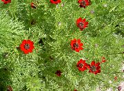 красные садовые цветы Адонис  фото, выращивание, посадка и уход, купить Adonis amurensis семена