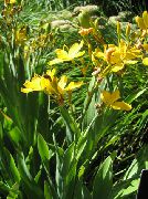 желтые садовые цветы Беламканда фото, выращивание, посадка и уход, купить Belamcanda chinensis семена