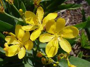 желтые садовые цветы Беламканда фото, выращивание, посадка и уход, купить Belamcanda chinensis семена