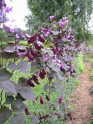 Долихос обыкновенный (гиацинтовые бобы) садовые цветы