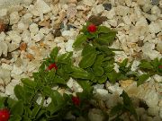 красные садовые цветы Аптения фото, выращивание, посадка и уход, купить Aptenia  семена