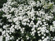 Тысячелистник птармика Жемчужница садовые цветы