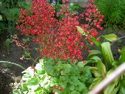 Гейхера кроваво-красная  садовые цветы