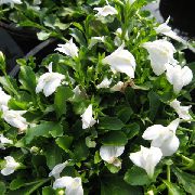 белые садовые цветы Мазус фото, выращивание, посадка и уход, купить Mazus reptans семена