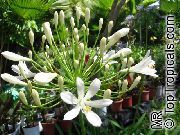 белые садовые цветы Агапантус африканский фото, выращивание, посадка и уход, купить Agapanthus africanus   семена