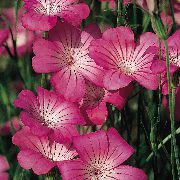 розовые садовые цветы Агростемма (Куколь) фото, выращивание, посадка и уход, купить Agrostemma githago семена