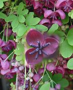 фиолетовые садовые цветы Акебия (Шоколадная лиана) фото, выращивание, посадка и уход, купить Akebia quinata семена