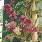 бордовые садовые цветы Акебия (Шоколадная лиана) фото, выращивание, посадка и уход, купить Akebia quinata семена