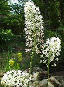 белые садовые цветы Амиантиум мухоморный фото, выращивание, посадка и уход, купить Amianthium muscaetoxicum семена