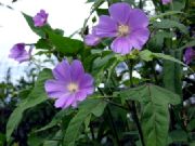 сиреневые садовые цветы Анода гребенчатая фото, выращивание, посадка и уход, купить Anoda cristata  семена