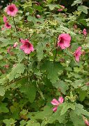 розовые садовые цветы Анода гребенчатая фото, выращивание, посадка и уход, купить Anoda cristata  семена