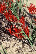     , ,   ,  Babiana, Gladiolus strictus, Ixia plicata 