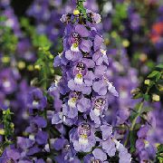 фиолетовые садовые цветы Ангелония фото, выращивание, посадка и уход, купить Angelonia angustifolia семена
