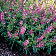 сиреневые садовые цветы Ангелония фото, выращивание, посадка и уход, купить Angelonia angustifolia семена