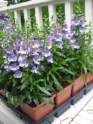 голубые садовые цветы Ангелония фото, выращивание, посадка и уход, купить Angelonia angustifolia семена