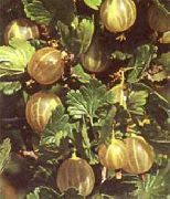 крыжовник Мраморный фото средний средние (от 3г до 5г), выращивание, посадка и уход, купить Мраморный саженцы и семена