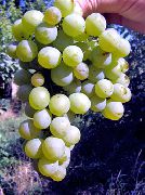 Ананасный ранний сорт винограда
