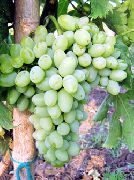 Баклановский сорт винограда