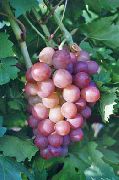 Блестящий сорт винограда