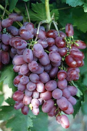 виноград Виктория фото ранний крупные, выращивание, посадка и уход, купить Виктория саженцы или семена