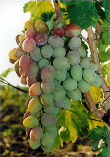 виноград Восторг красный фото ранний крупные, выращивание, посадка и уход, купить Восторг красный саженцы или семена