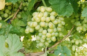 виноград Восторг мускатный фото ранний крупные, выращивание, посадка и уход, купить Восторг мускатный саженцы или семена