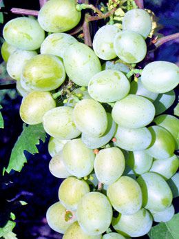 виноград Галахад фото ранний крупные, выращивание, посадка и уход, купить Галахад саженцы или семена