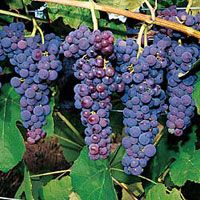 виноград Гленора сидлис фото средний средние, выращивание, посадка и уход, купить Гленора сидлис саженцы или семена