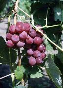 Гуна сорт винограда