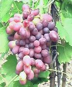 КарМаКод сорт винограда