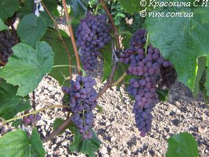 виноград Прима сидлис фото ранний средние, выращивание, посадка и уход, купить Прима сидлис саженцы или семена