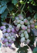 Розовый Тимур  сорт винограда