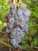 Рошфор сорт винограда