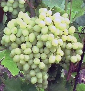 виноград Русбол улучшенный (Эльф) фото ранний мелкие, выращивание, посадка и уход, купить Русбол улучшенный (Эльф) саженцы или семена