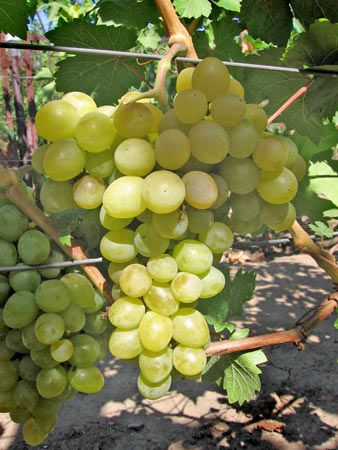 виноград Серафимовский фото ранний крупные, выращивание, посадка и уход, купить Серафимовский саженцы или семена
