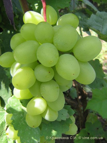 виноград Супер-Экстра фото ранний крупные, выращивание, посадка и уход, купить Супер-Экстра саженцы или семена